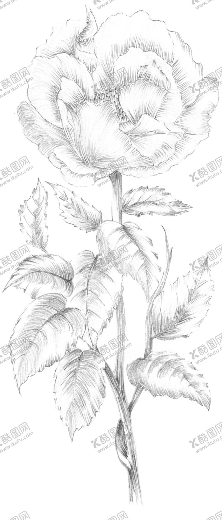 编号：59062810040655543315【酷图网】源文件下载-牡丹花