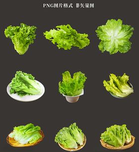 生菜素材