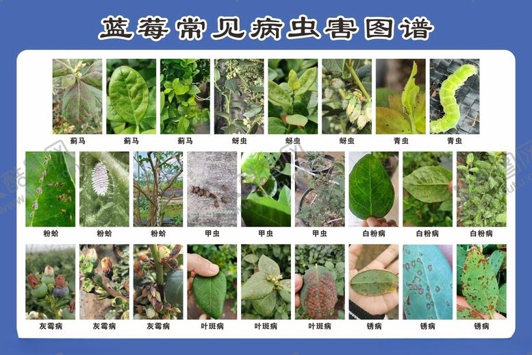 编号：38624402282112232923【酷图网】源文件下载-蓝莓常见病虫害图谱