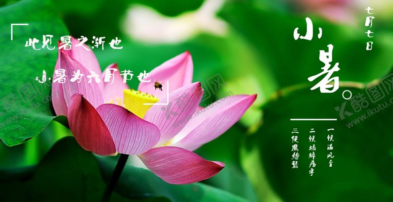 编号：80984905140450052034【酷图网】源文件下载-荷花
