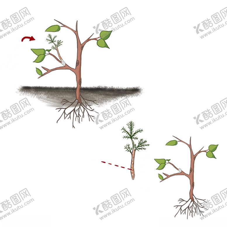 编号：43887802262203518139【酷图网】源文件下载-花卉插画设计