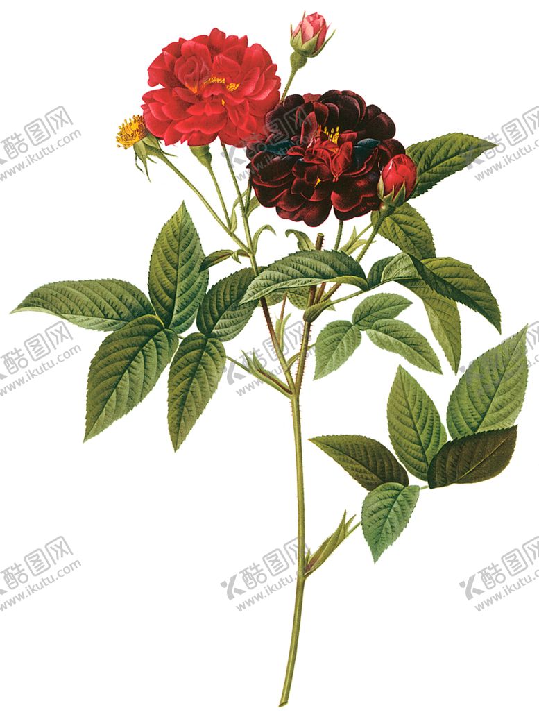 编号：62880306290205395266【酷图网】源文件下载-植物花卉油画装饰画