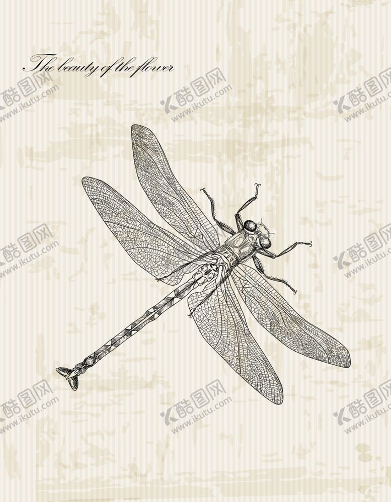编号：78657209210721113293【酷图网】源文件下载-昆虫挂画