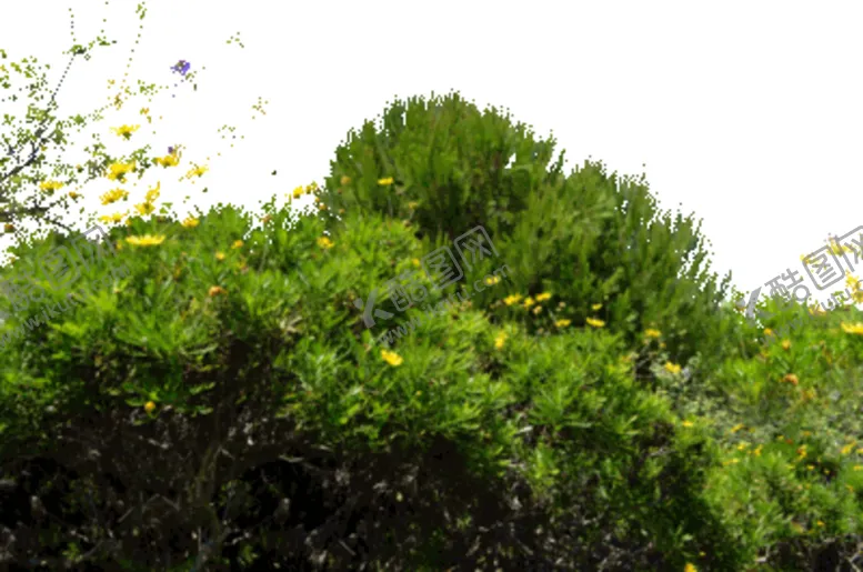编号：39283712210042339006【酷图网】源文件下载-植物景观高清免扣素材