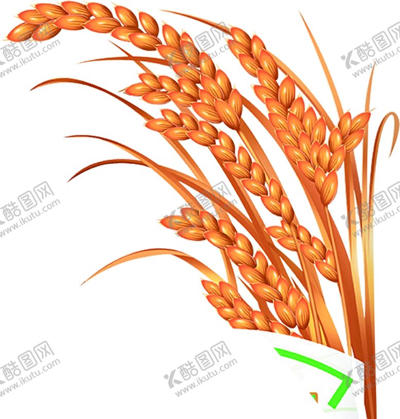 编号：98252605181613413623【酷图网】源文件下载-麦穗