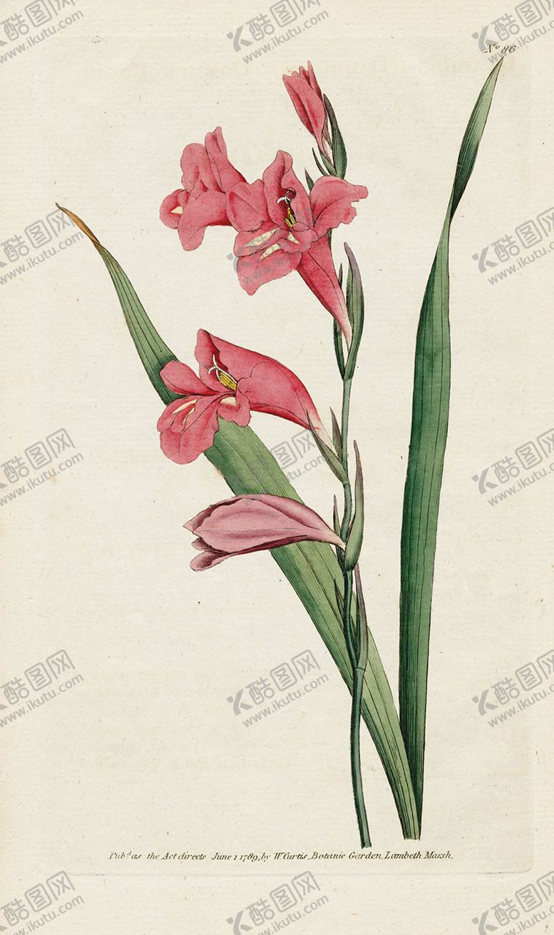 编号：64086405150040239212【酷图网】源文件下载-欧式复古色调花朵植物