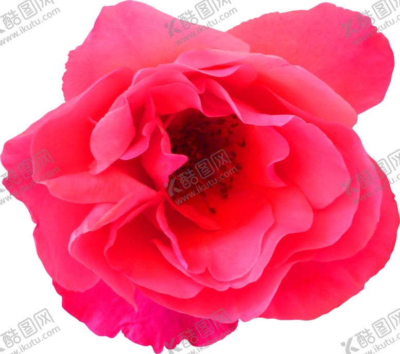 编号：73047209200040509514【酷图网】源文件下载-鲜花装饰