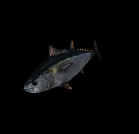 海洋生物深鲜金鱼