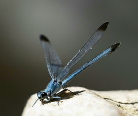 蜻蜓