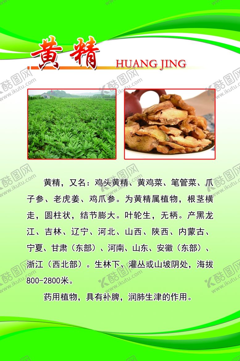 编号：65423810091027377270【酷图网】源文件下载-黄精