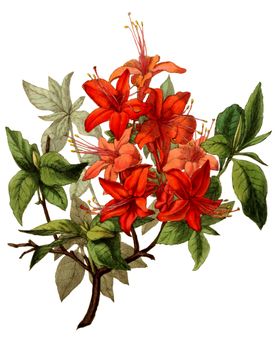 复古鲜花主题装饰图案