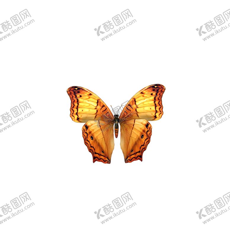 编号：19526910020533193099【酷图网】源文件下载-蝴蝶素材