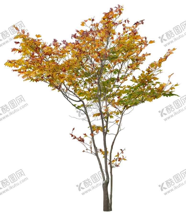 编号：19256405131426473661【酷图网】源文件下载-免扣植物素材图片