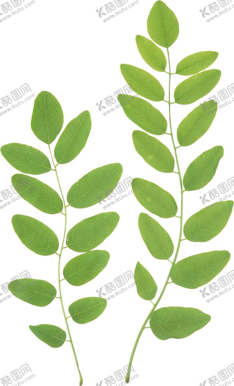 编号：58875907071311004558【酷图网】源文件下载-植物