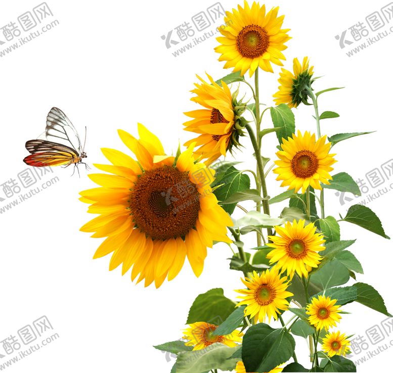 编号：25468910121324155201【酷图网】源文件下载-绿色装饰