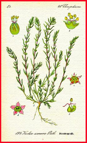 花草
