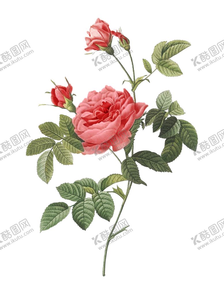 编号：09371509221429345829【酷图网】源文件下载-手绘花朵