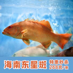 东星斑特价促销海报图