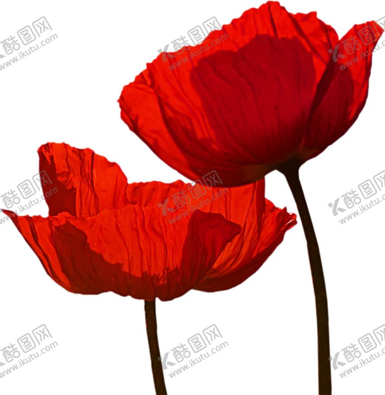 编号：70566309191230334711【酷图网】源文件下载-鲜花装饰