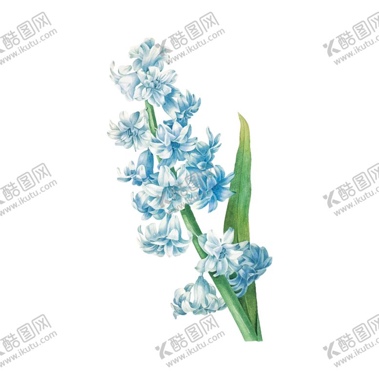 编号：14419109190648091505【酷图网】源文件下载-花卉插图