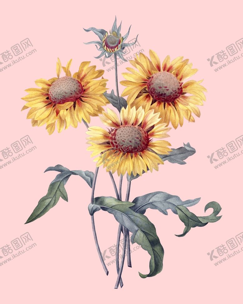编号：33827107032051236375【酷图网】源文件下载-花卉植