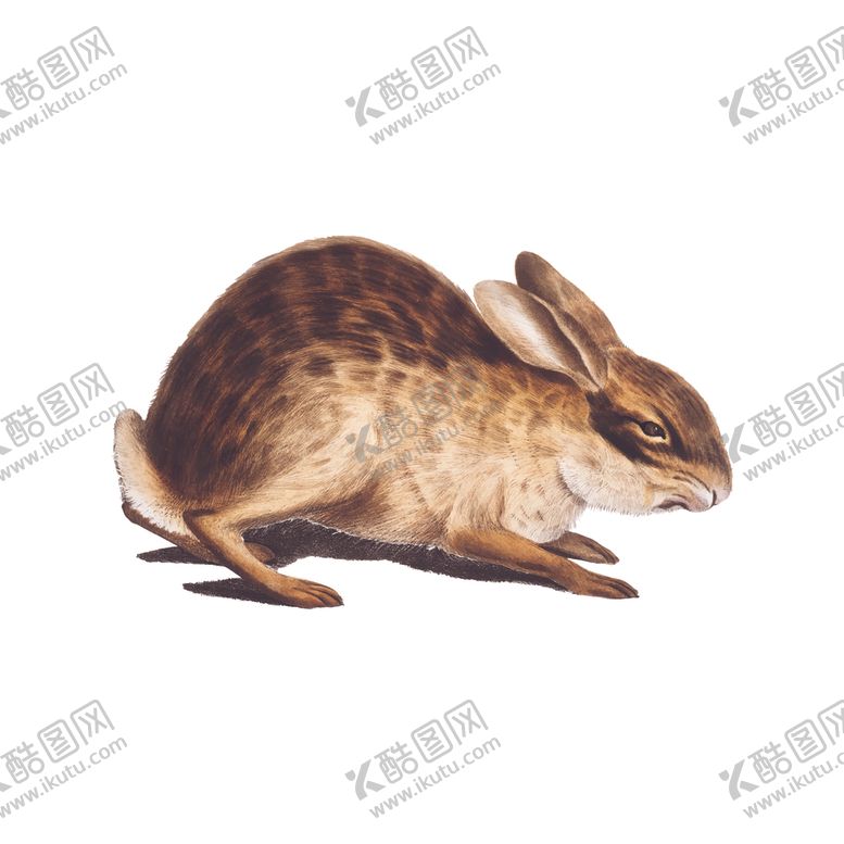 编号：32004610111708367736【酷图网】源文件下载-动物