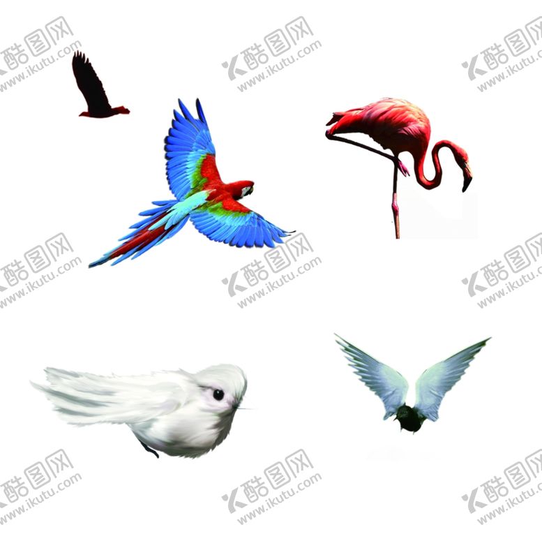 编号：29185706182253112761【酷图网】源文件下载-鸟类