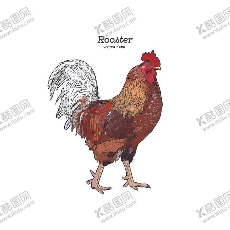 编号：69431110011708411175【酷图网】源文件下载-公鸡图标