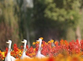 摄影背景墙