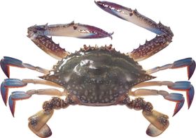 海鲜螃蟹图案
