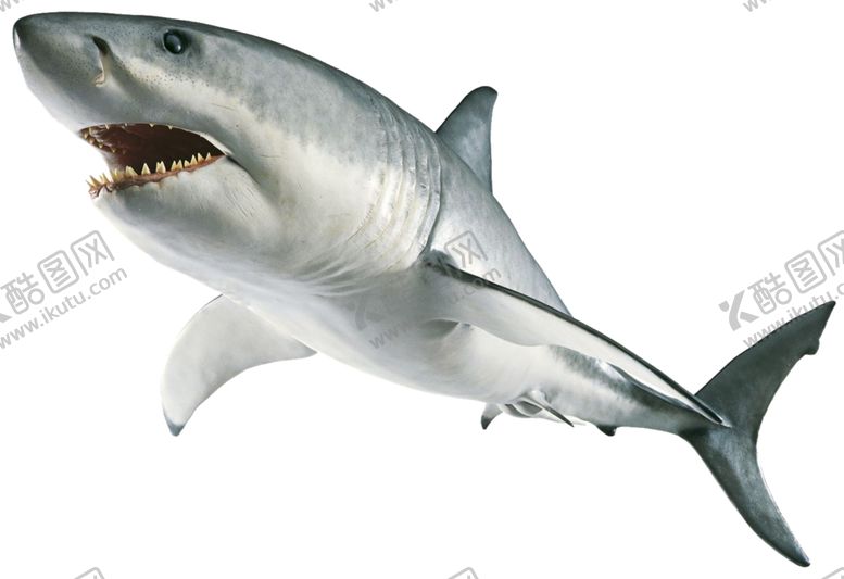 编号：49461509270732185567【酷图网】源文件下载-鲨鱼