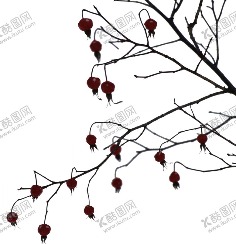 编号：31568909131047024482【酷图网】源文件下载-前景树枝