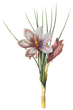 植物花卉油画装饰画