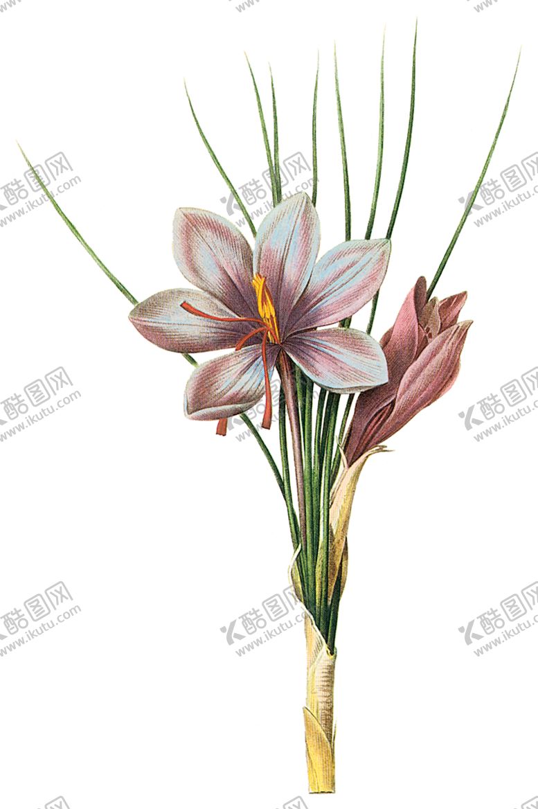 编号：64700110140840353305【酷图网】源文件下载-植物花卉油画装饰画