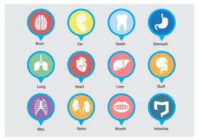 医学器官图标