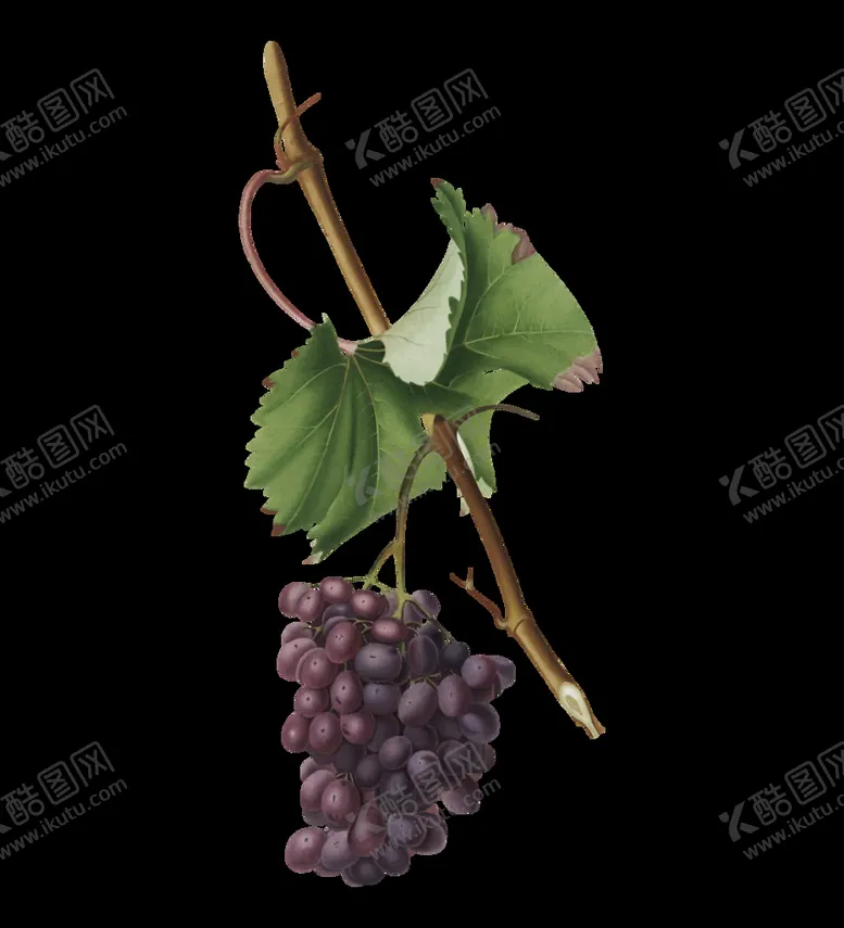 编号：72777310272344055477【酷图网】源文件下载-手绘葡萄