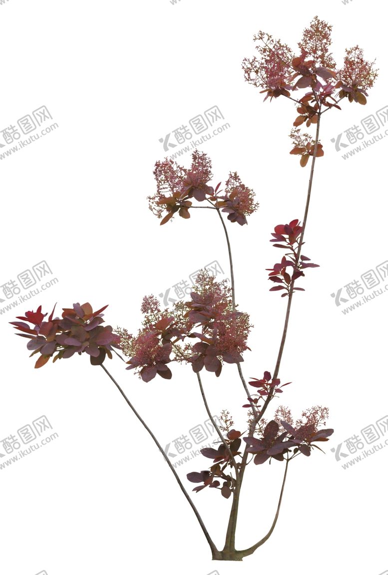 编号：51693505080305257876【酷图网】源文件下载-免扣植物素材图片
