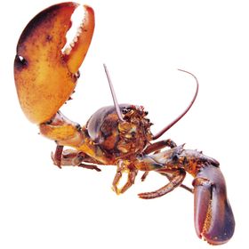 海鲜产品