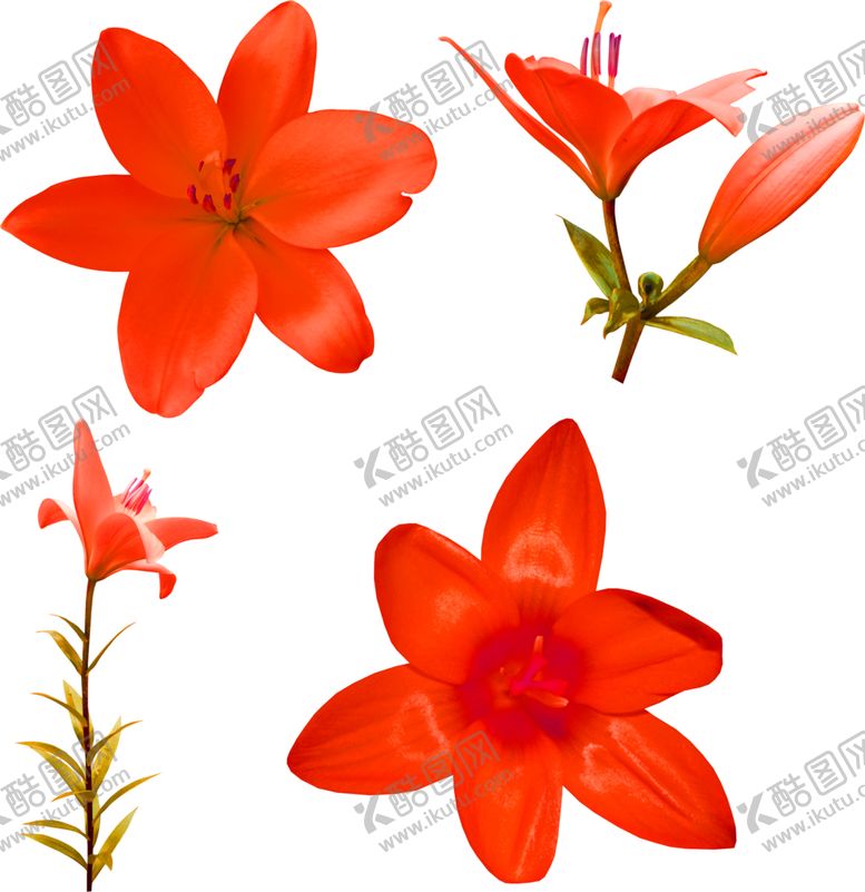 编号：29521405132253349373【酷图网】源文件下载-鲜花素材