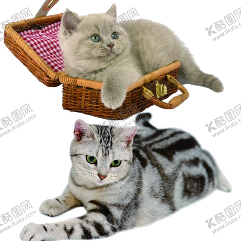 编号：62301909202130573815【酷图网】源文件下载-宠物