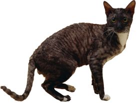 可爱动物小猫咪
