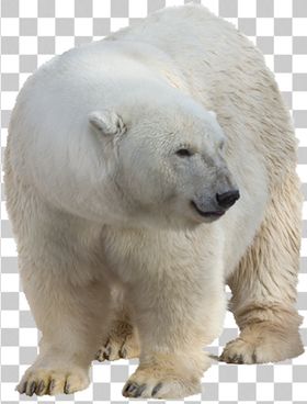 北极熊