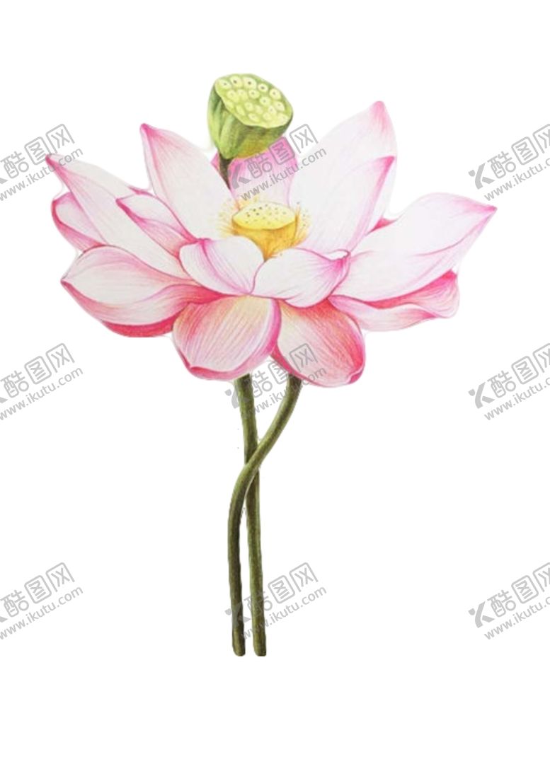 编号：24071605151003542894【酷图网】源文件下载-荷花