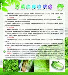 白菜的病虫防治