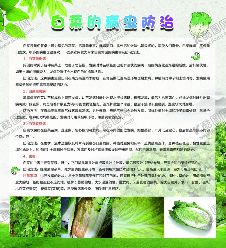 编号：59060507030514264534【酷图网】源文件下载-白菜的病虫防治