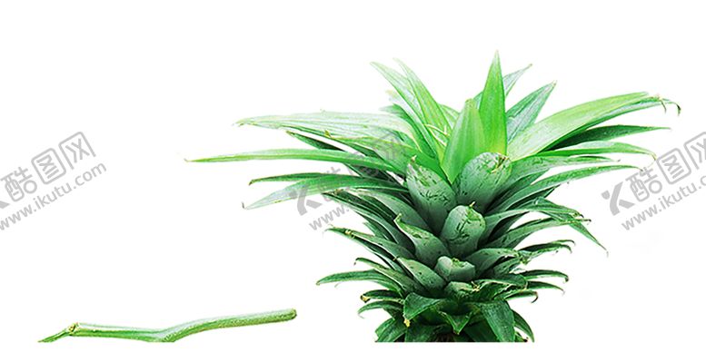 编号：43985310121105351093【酷图网】源文件下载-绿色背景