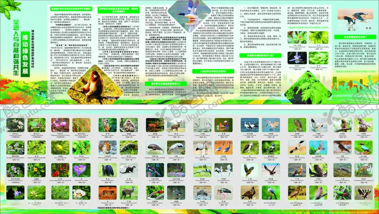编号：48897403260806508018【酷图网】源文件下载-动植物保护宣传折页