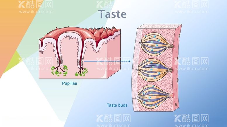 编号：30477412131054443525【酷图网】源文件下载-味觉