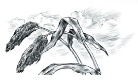高粱
