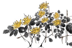 菊花素材